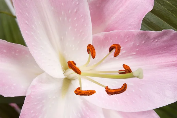 Розовая Лили — стоковое фото