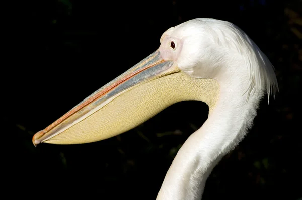 stock image White Pelican head