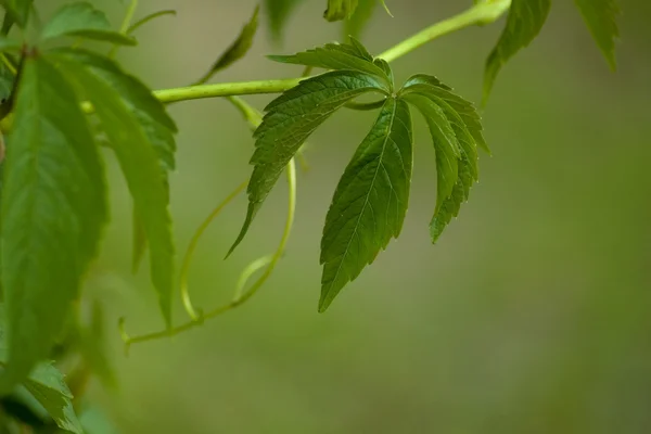 stock image Grape leaves