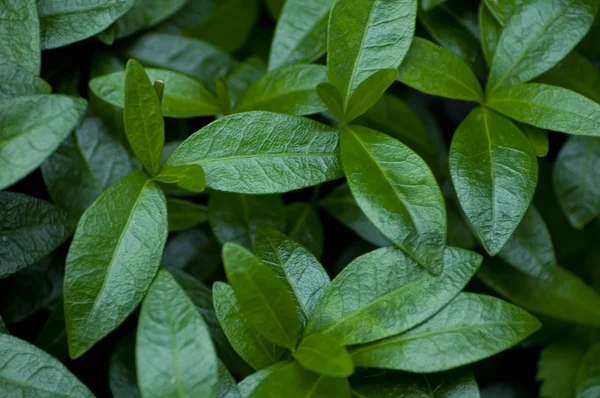 stock image Periwinkle Flower Bed