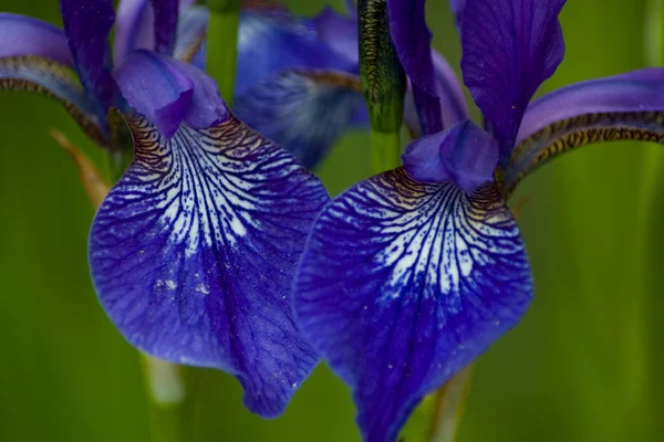 Siberian Irises detalhe — Fotografia de Stock