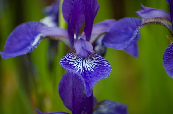 Detalle del iris siberiano — Foto de Stock