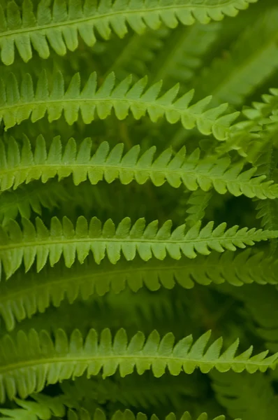 Green fern leaves details