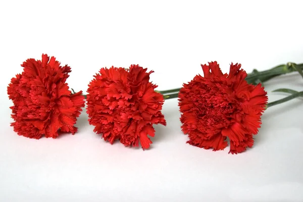 stock image Three Red Carnations, Isolated on White