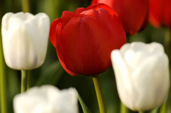 Rode tulip tussen twee wit — Stockfoto