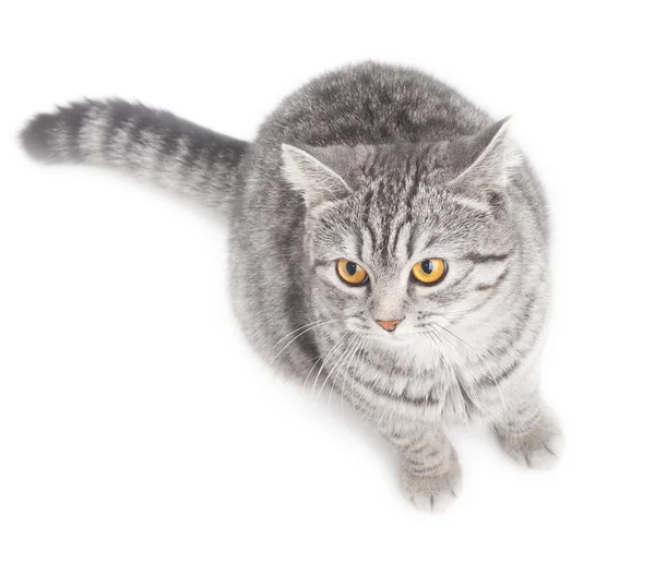 Isolated grey cat — Stock Photo, Image