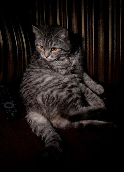 stock image Cat watching TV