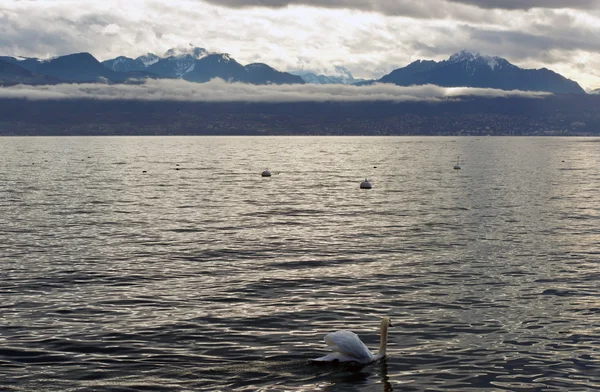 Cisne em Lac Leman (Lago de Genebra ) — Fotografia de Stock
