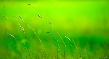 Grass pile on the smooth blurred green background clipart