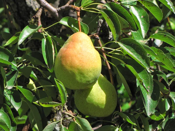 Pear fruits — Stock Photo, Image