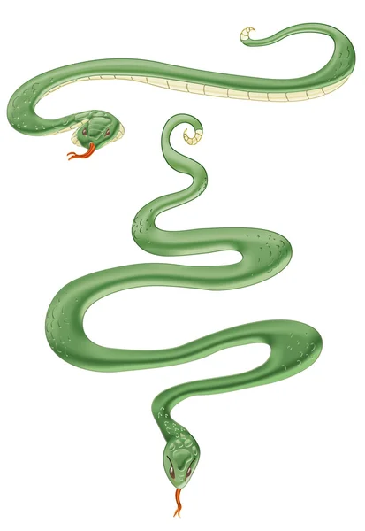 Schlangen — Stockfoto