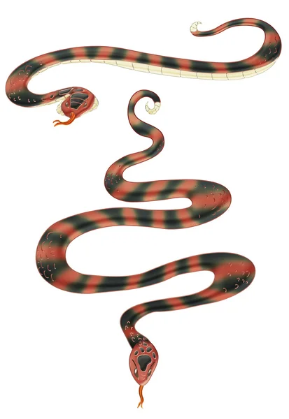 Snakes — Stock Photo, Image