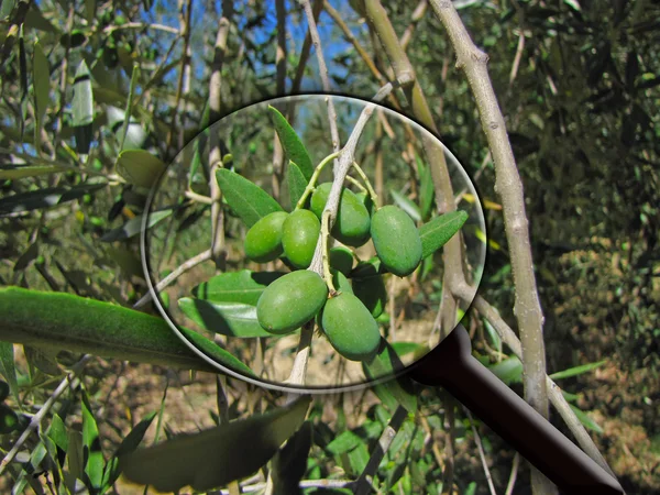 Увеличительная стеклянная оливка — стоковое фото