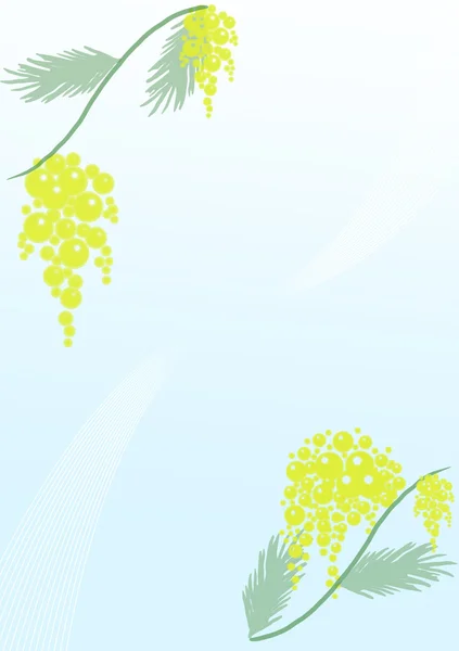 Mimoza dalları — Stok fotoğraf