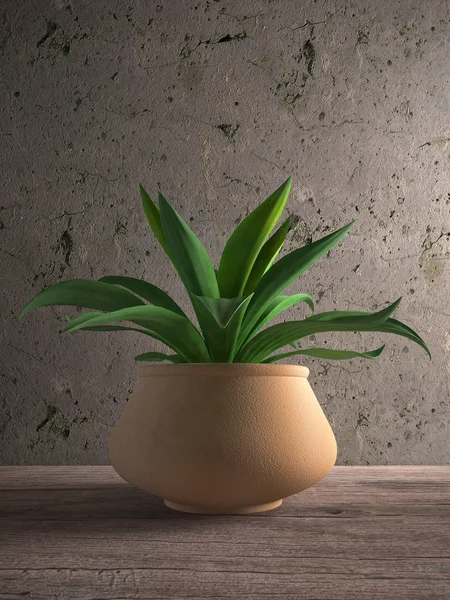 サボテン agava 花瓶 ストック写真