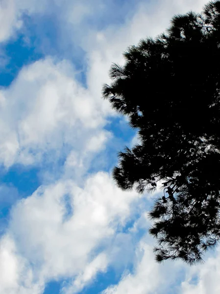 天空和云彩背景上树剪影 — 图库照片