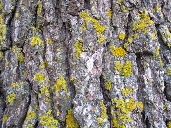 一棵树的树干上的纹理树皮 — 图库照片