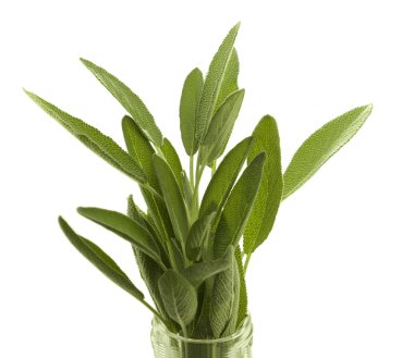 Fresh organic herb sage clipart