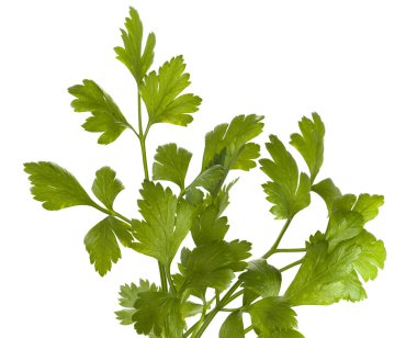 Organic parsley italian clipart