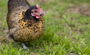 Free range hen crele bantam organic poultry clipart