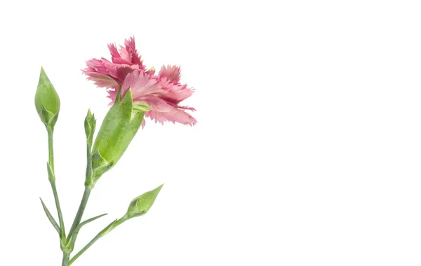 Ροζ λουλούδι γαρίφαλων αντίστροφη — Φωτογραφία Αρχείου