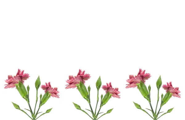 Pink carnation flowers border — Stock Photo, Image