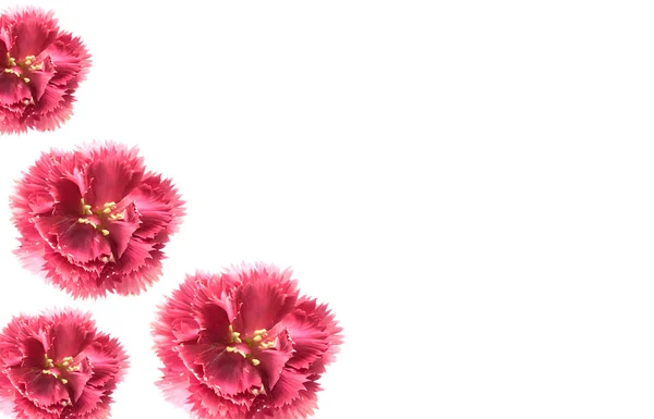 Flores de cravo rosa — Fotografia de Stock