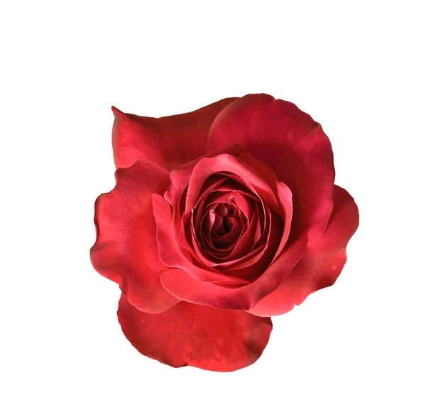 Απομονωθεί ο κόκκινος αυξήθηκε λουλούδι — Φωτογραφία Αρχείου