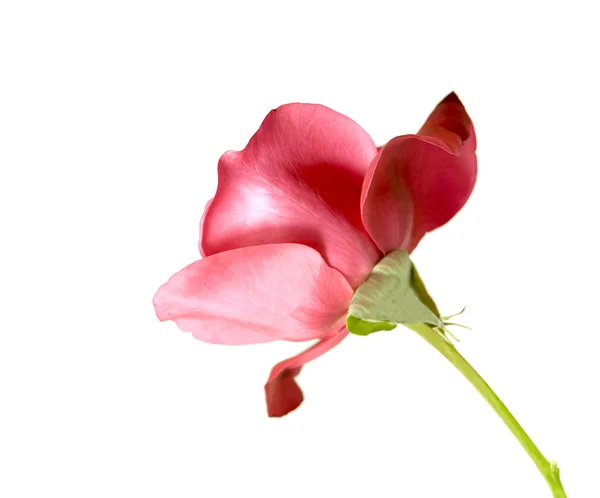 Jeden czerwony łodyga róży — Zdjęcie stockowe