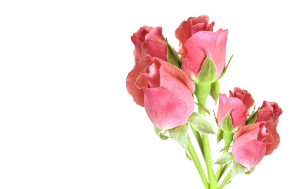 红玫瑰花苞的波兹 — 图库照片