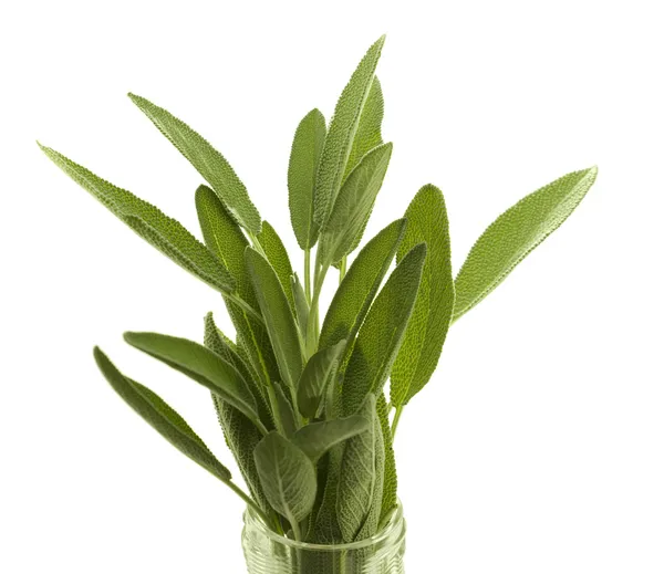 Fresh organic herb sage — Stock Photo, Image