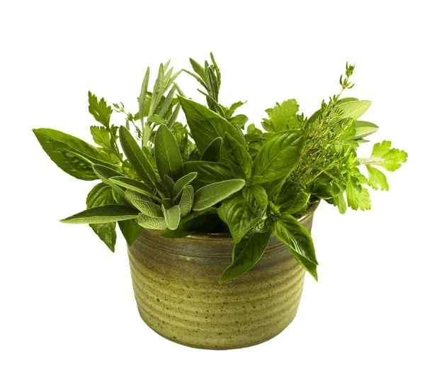 Fresh herbs in pottery — Stock Photo, Image