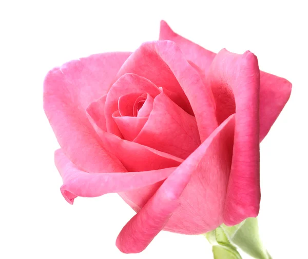 Czerwonej róży kwiat makro na białym tle — Zdjęcie stockowe