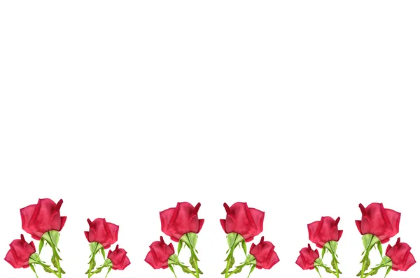 RED троянда квітка кордону — стокове фото