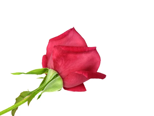 Κόκκινο τριαντάφυλλο λουλούδι απομονωμένο σε λευκό φόντο — Φωτογραφία Αρχείου
