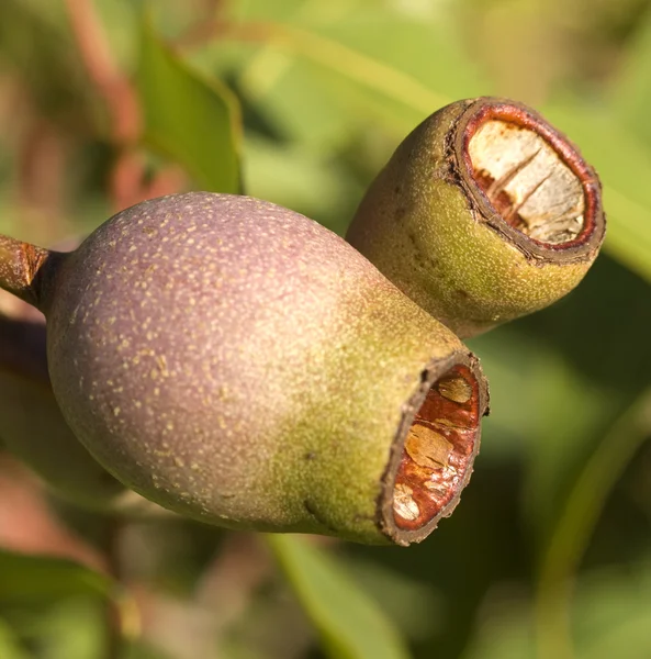 Australian eucalyptus corymbia summer red gum nuts — Stock Photo, Image