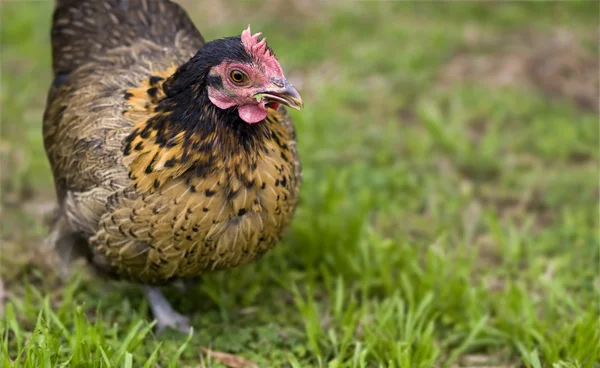 Gama livre galinha crele bantam aves biológicas — Fotografia de Stock