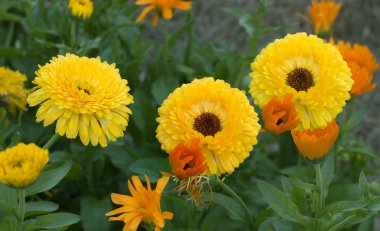 renkli bahar çiçek bahçesi parlak altın sarı calendula Ma