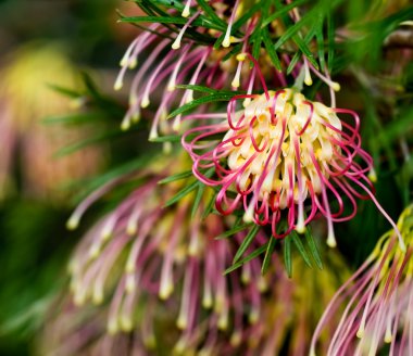 Grevillea Winpara Gem Australian native flower clipart