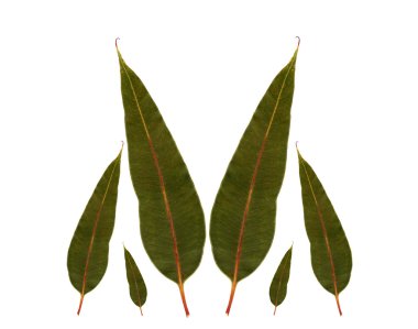 Eucalyptus gum leaves australian native plant clipart