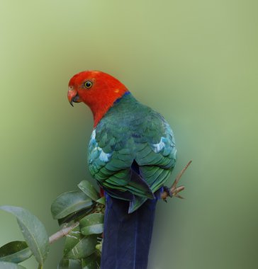 Australian wildlife bird king parrot Alisterus scapularis clipart