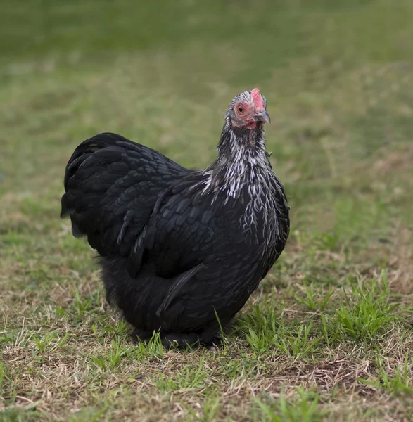 Pekin negro Cochin Bantam Hen - aves de corral del patio trasero —  Fotos de Stock