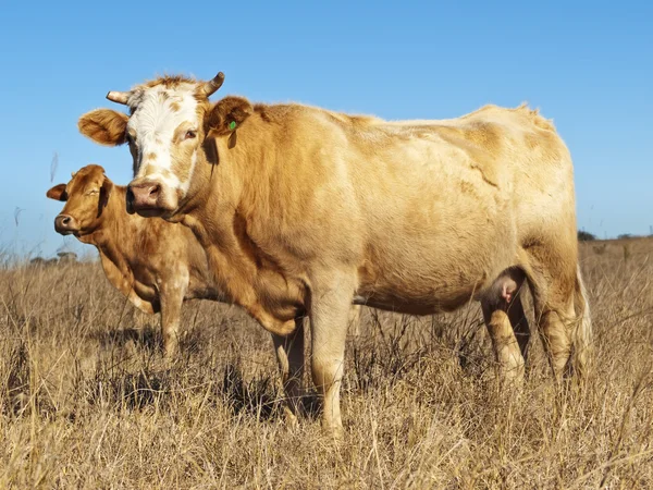 Australian beef cattle in dry winter pasture — Stock Photo, Image