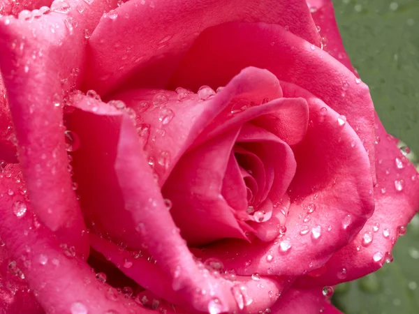 Cerise rose with raindrops closeup — Zdjęcie stockowe
