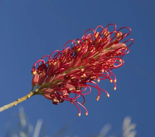 Flor vermelha grevillea planta nativa australiana — Fotografia de Stock