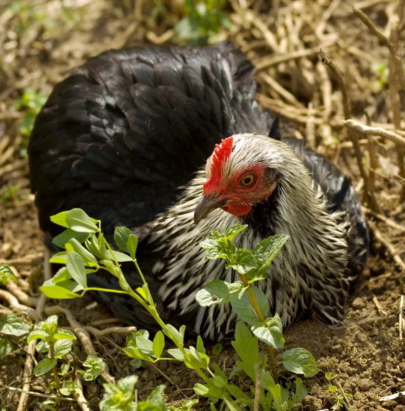 Lente tijd pekin kriel kip vrije uitloop houdt een vuil-bad — Stockfoto