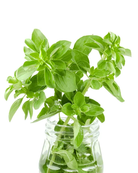 Fresh organic herbs basil sprig in a jar — Stock Photo, Image