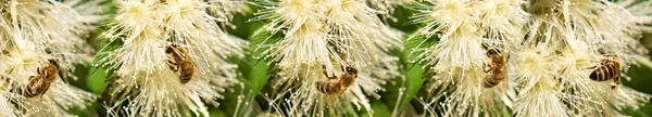 Spring Bees on white syzygium flowers border — Stock Photo, Image