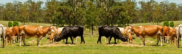 Australian beef cattle cow border — Stock Photo, Image