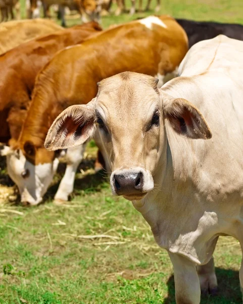 Australische rundvlees veestapel — Stockfoto